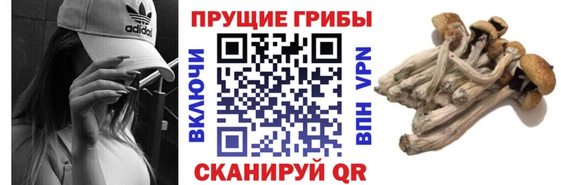 Галлюциногенные грибы Psilocybe  Купить где  Тюкалинск 